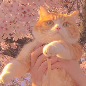 Cherry Blossom :3