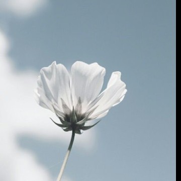 Flower in the Sky