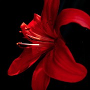 red flower widget