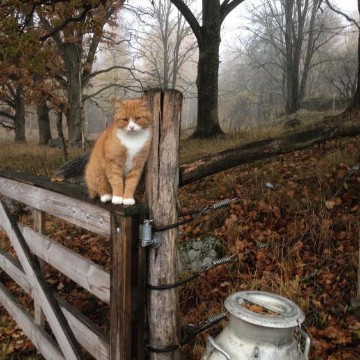 autumn 