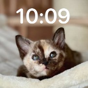 Cute baby cat