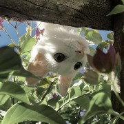 kitty