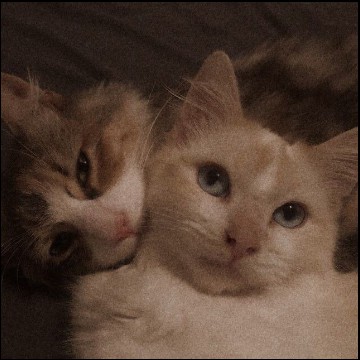 Gatitos amor
