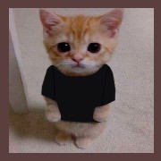 gato