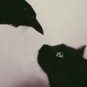 crow black cat