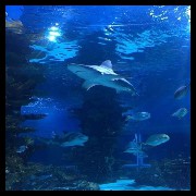 Shark