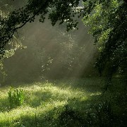 Green nature 