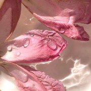 petals and shi