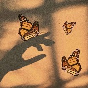 Shadow & butterflies