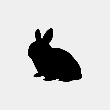 cute bunny 