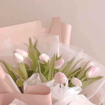 soft pink tulips