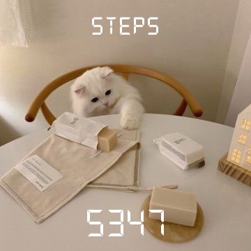 white cute cat 