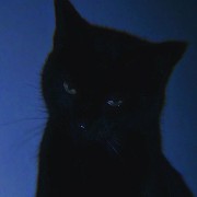 black cat