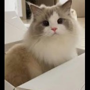 kitty cat