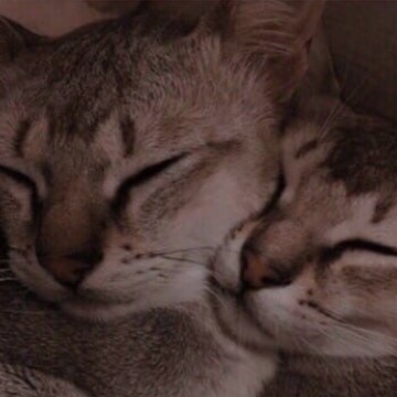 Cutie kitty