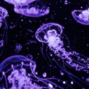 Dark purple