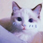 blue cat 
