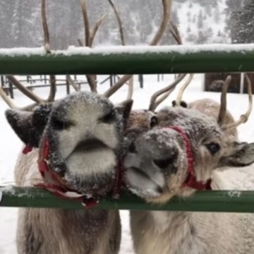 Christmas animals