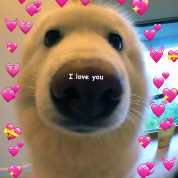 dogo