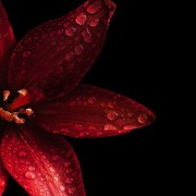 red flower widgett