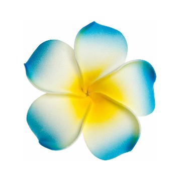blue pulmeria
