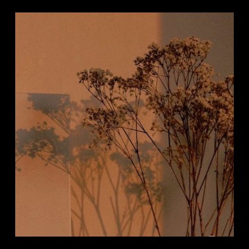 aesthetic flower