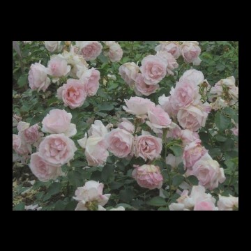 flwrs