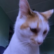 my beuty cat