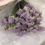 Aesthetic purple flower