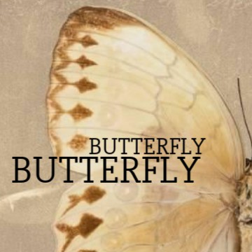 BUTTERFLY 