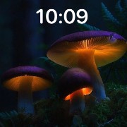 magic mashrooms
