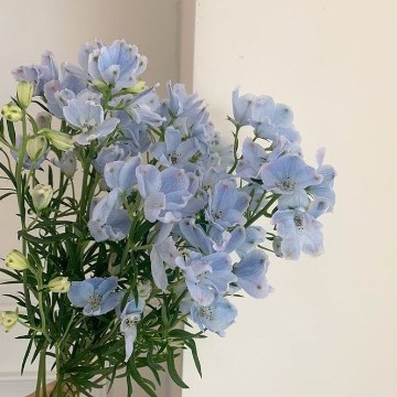 blue flowers