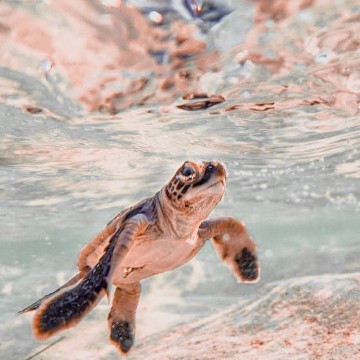 turtle 