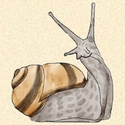 snail icon