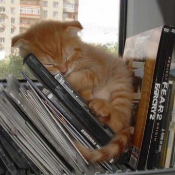 cute cat