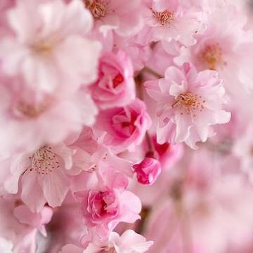 aesthetic pink blossoms
