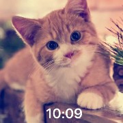 cute cat