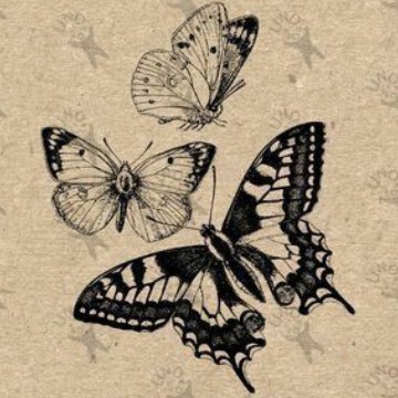 butterflies