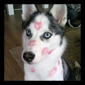 husky cutie