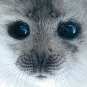 cutesy 