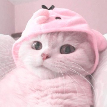 Cute Cat