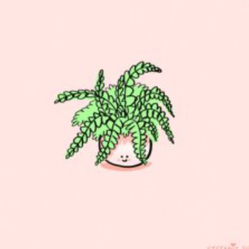 rasta fern 