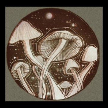night mushrooms 
