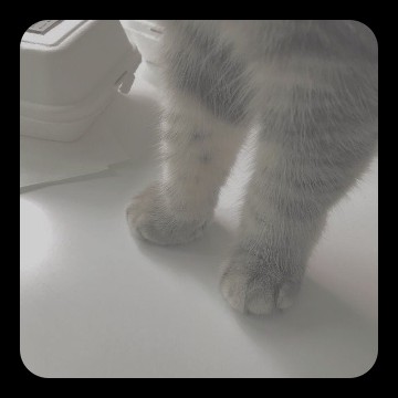 gatito
