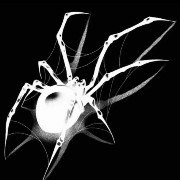 white spider