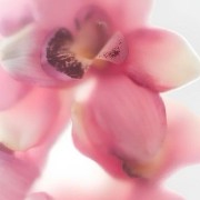 pink flower widget