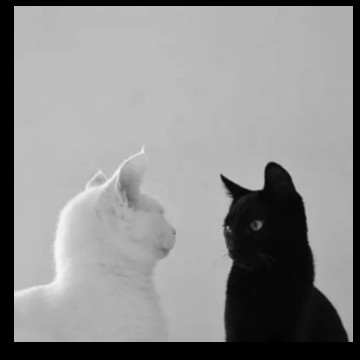 yin yang cats