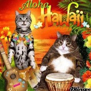 funny cats