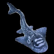 blue shark 