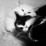 CATS
